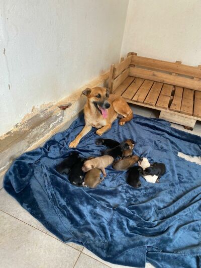 Imagem da notícia Cadela e dez filhotes são resgatados pelos Bombeiros em construção abandonada em Chapadão do Sul